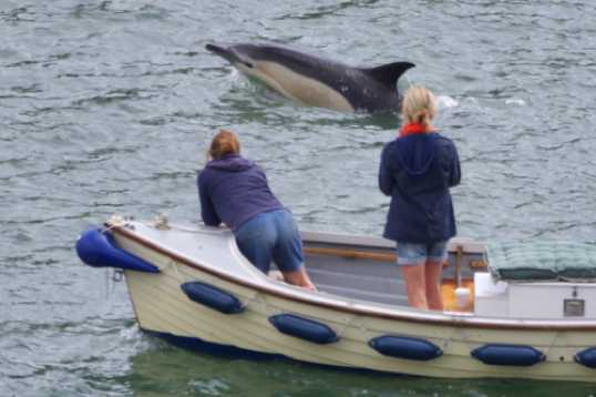 26 June 2021 - 11-10-16
Not as sharp as I would have liked, Anticipating a dolphin surfacing is not easy. Still it makes a decent pic.
---------------
Dolphin invasion of the river Dart, Dartmouth